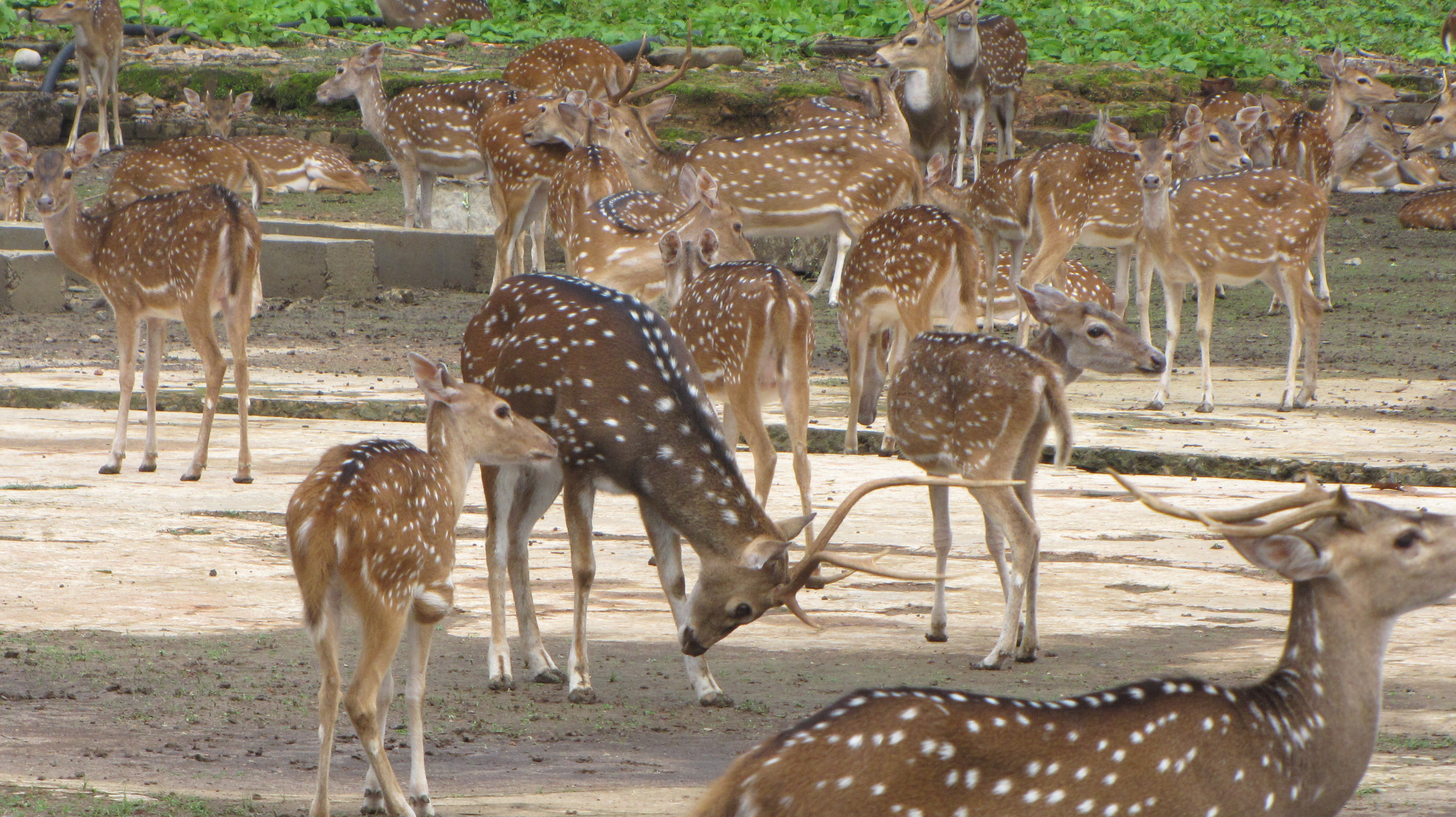 Andaman Gallery